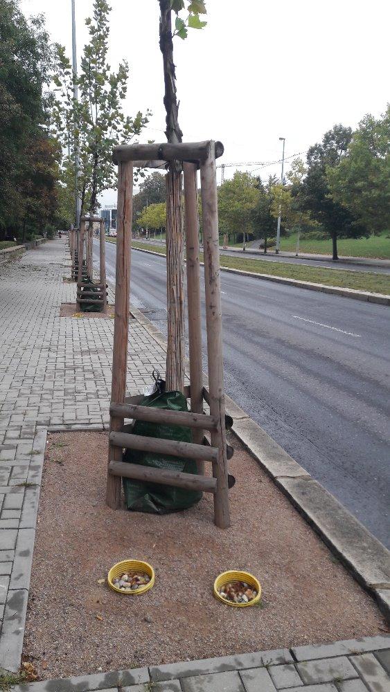 2754419_rekonstrukce stromořadí v Evropské ulici, 2017, ilustrační foto