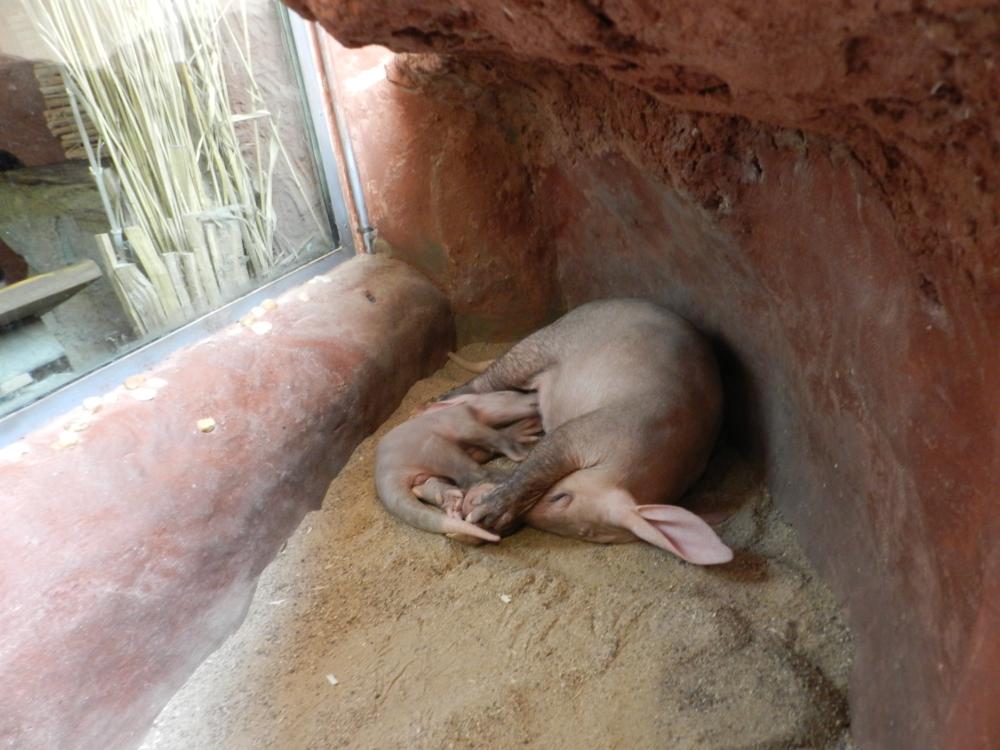 zoo_06