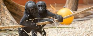 Ilustrační foto goril v Zoo Praha